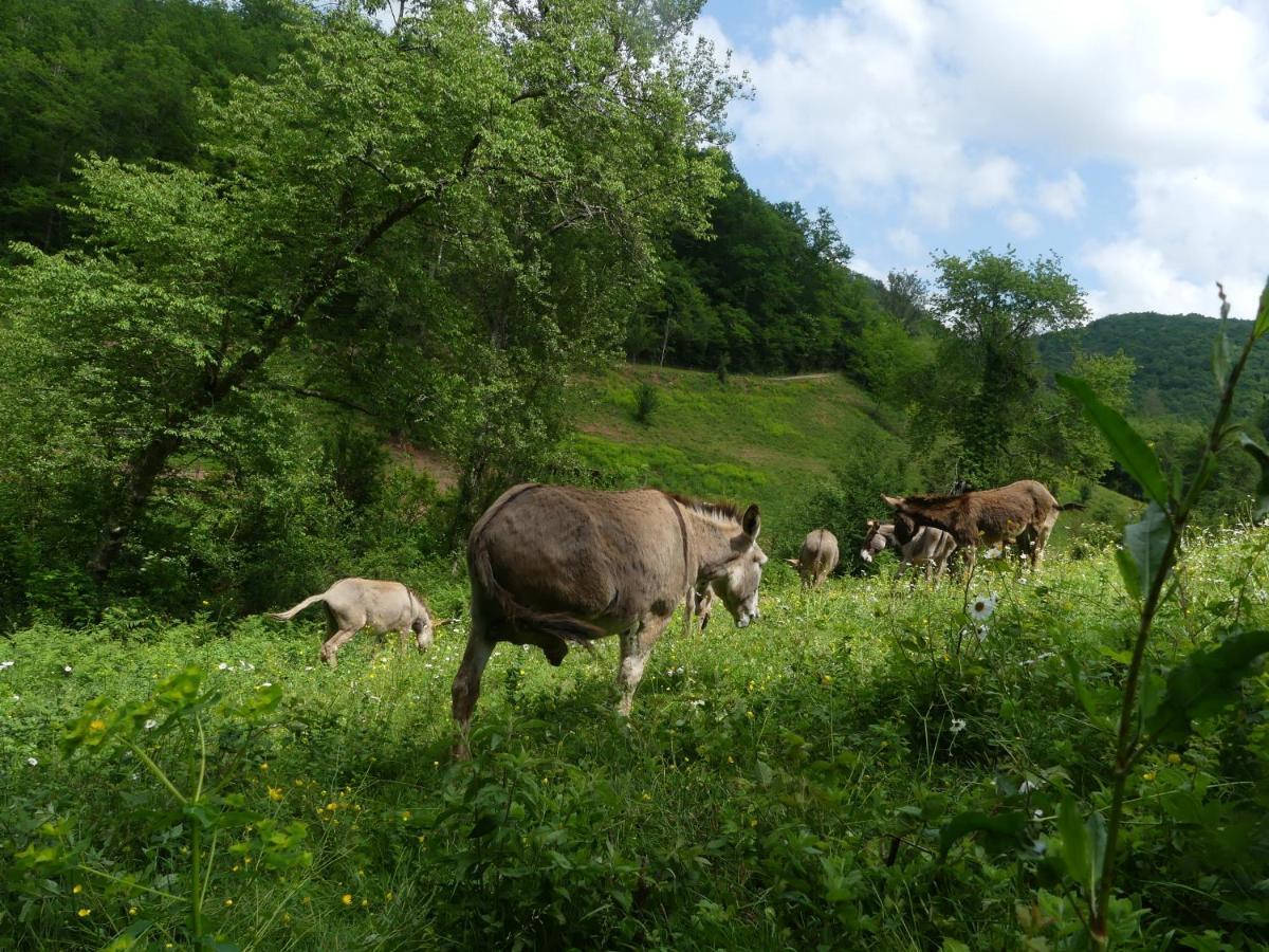 Source Nature Mas-d'Azil Exterior foto
